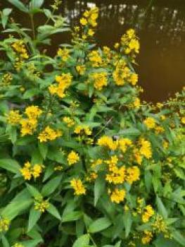 Preview: Gilbweiderich Bio-Qualität zum Räuchern (Lysimachia) - Kopie